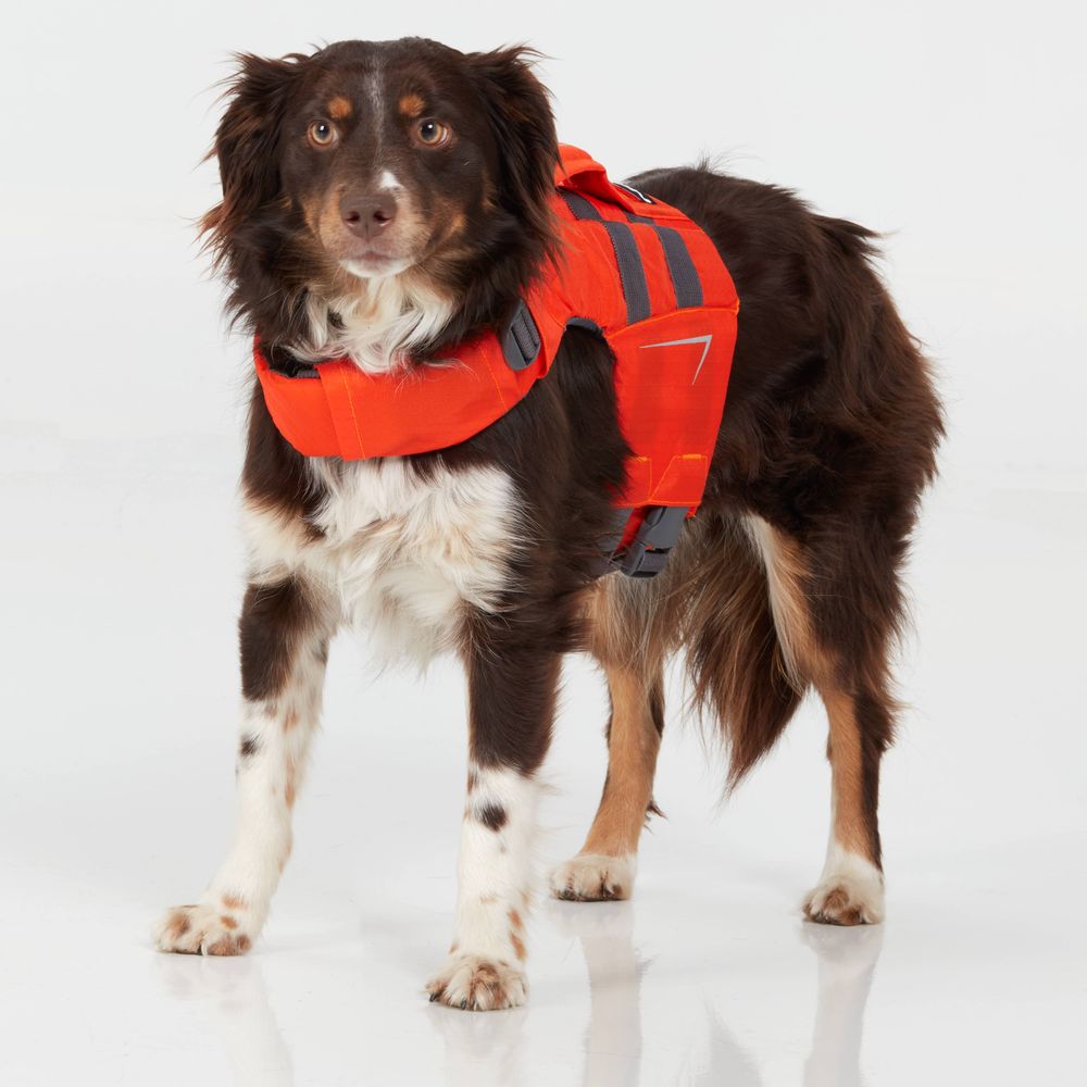 A brown and white dog models the NRS CFD Dog Life Jacket, an orange ripstop nylon flotation device, on a white background for ultimate buoyancy.