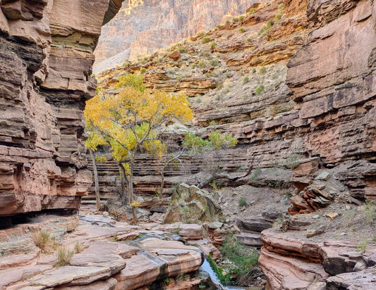 Find inspiration for your next "Paint and Sip - Fall River Scene" art class with 4CRS Paddle School—imagine a small stream winding through red rock canyons, a golden-leaved tree at its heart under a partly sunny sky.